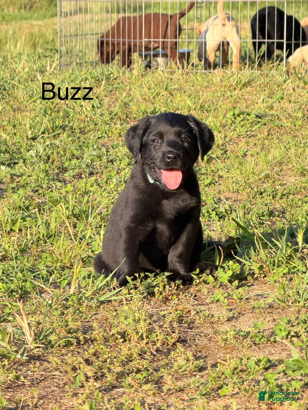 Labrador Retriever dogs for sale: Labrador Retriever Puppy 3 - Ad 1