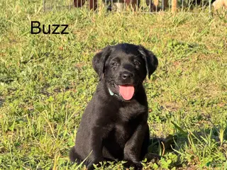 Labrador Retriever dogs for sale: Labrador Retriever Puppy 3 - Ad 2