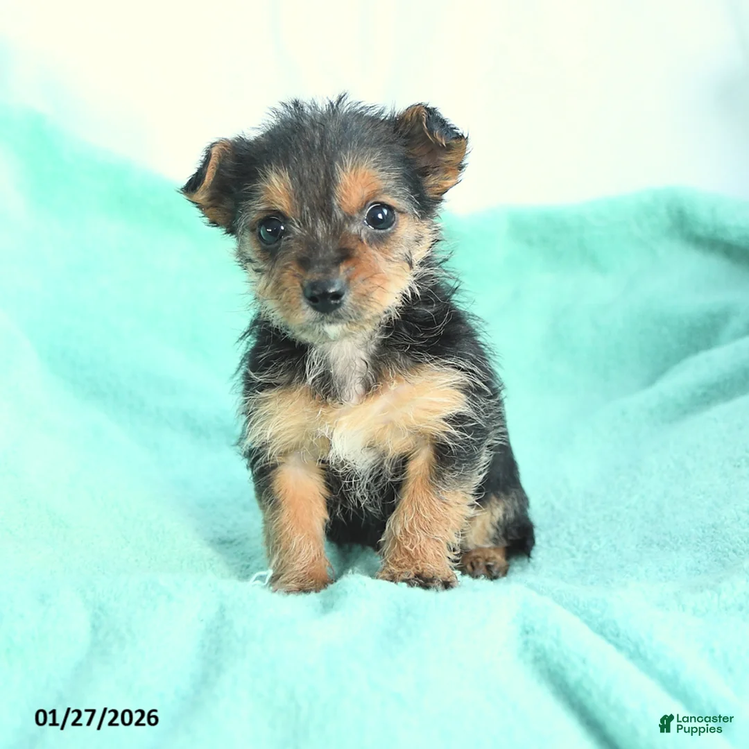 Yochon dogs for sale: Cuddles - Ad 2