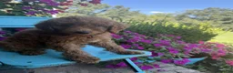 Miniature Labradoodle dogs for sale: Callie - Ad 2