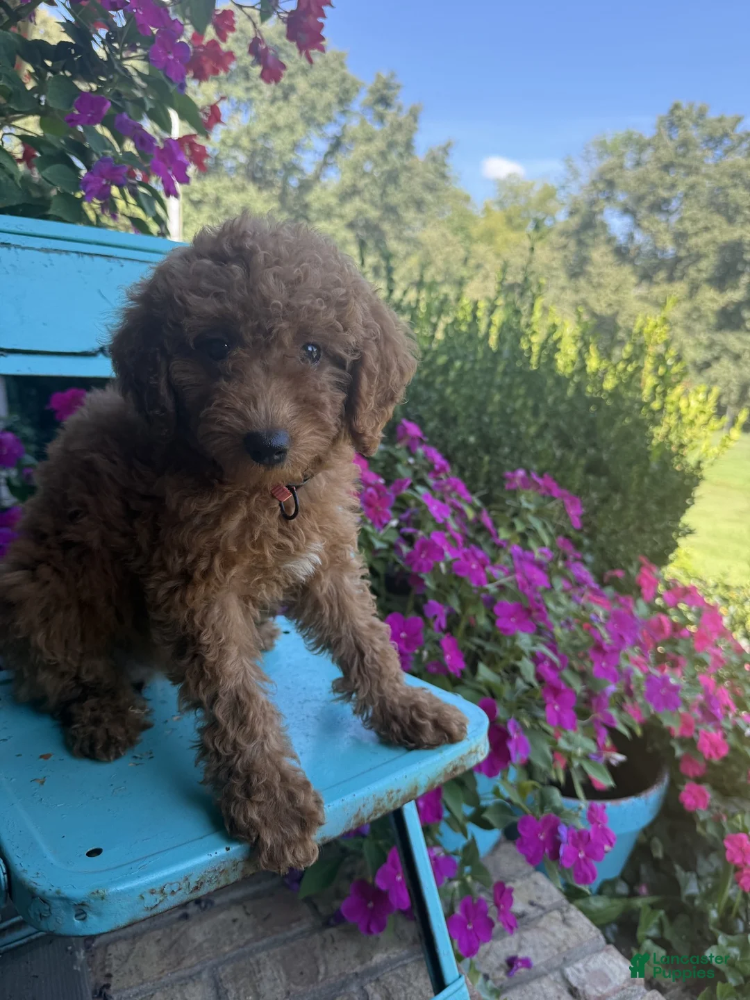Miniature Labradoodle dogs for sale: Callie - Ad 2
