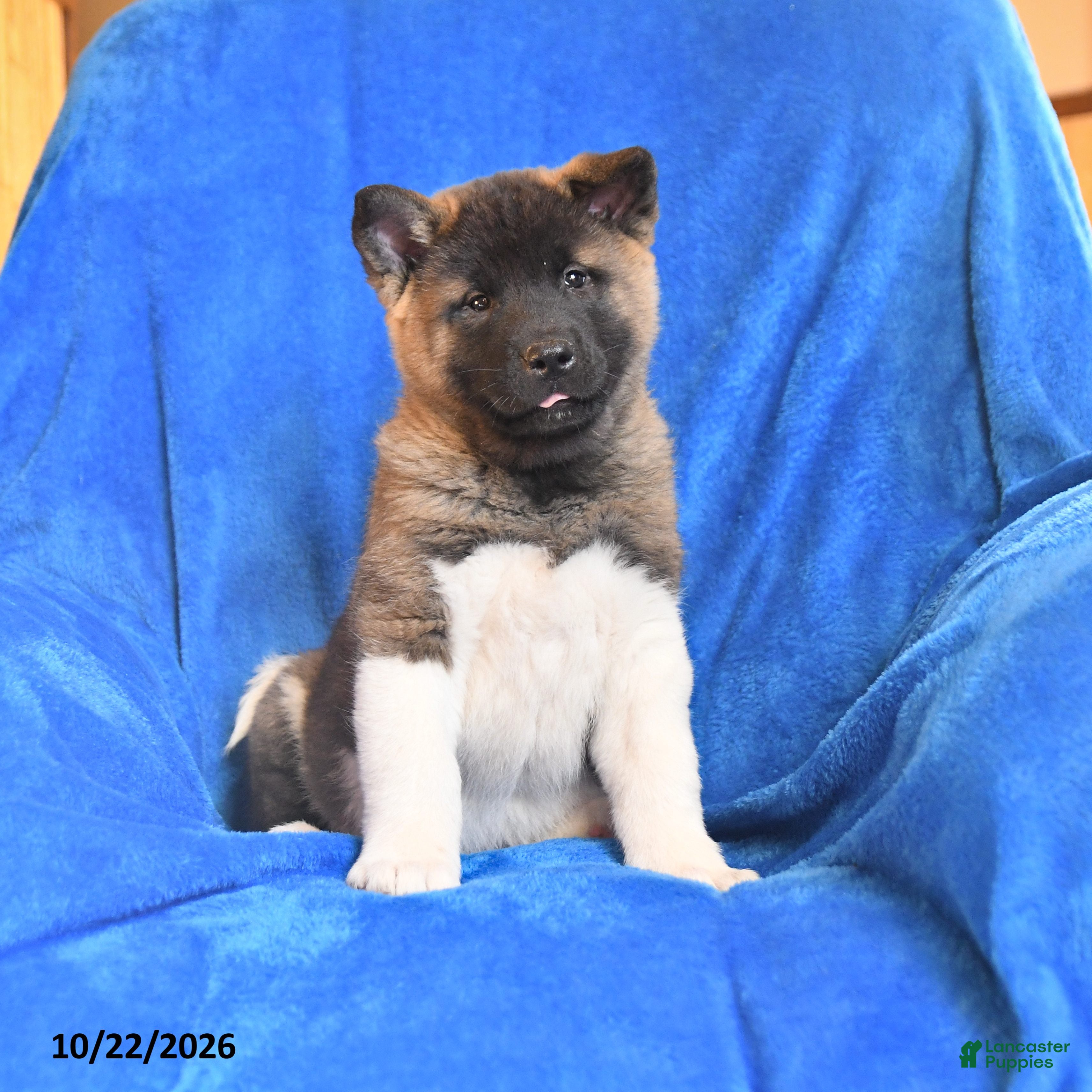 Akita dogs for sale: Princess - Ad 1