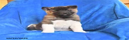 Akita dogs for sale: Princess - Ad 1