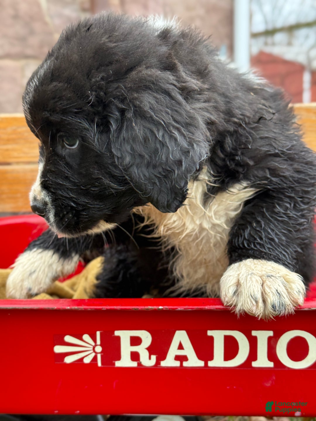 Mixed Breed dogs for sale: Watson - Ad 11