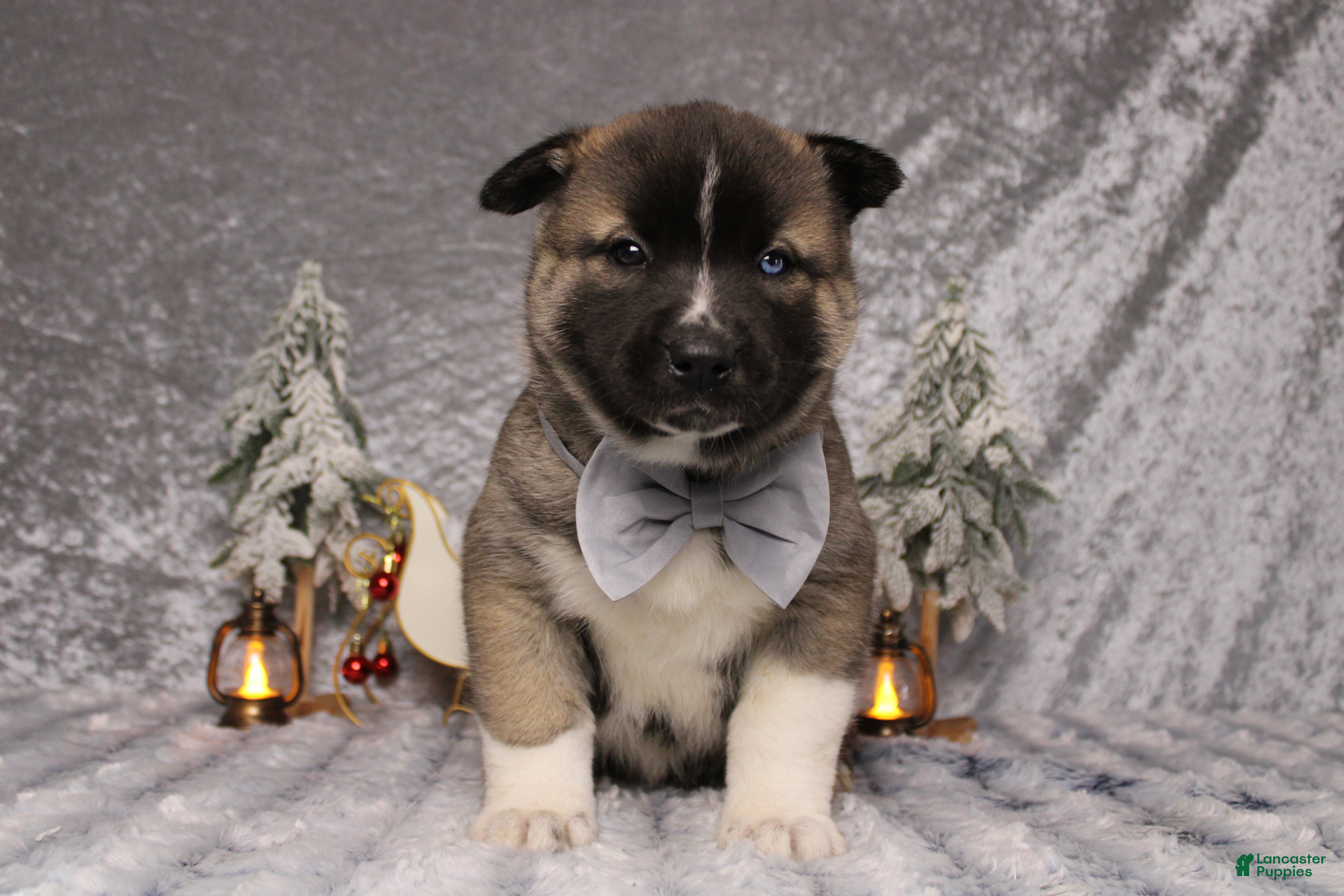 Pomsky dogs Rowan  - Ad 11