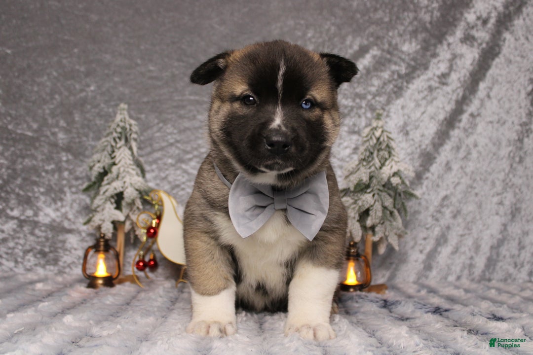 Pomsky dogs for sale: Rowan  - Ad 1