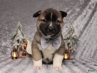 Pomsky dogs Rowan - Ad 34