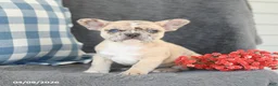 French Bulldog dogs for sale: Fancy - Ad 1