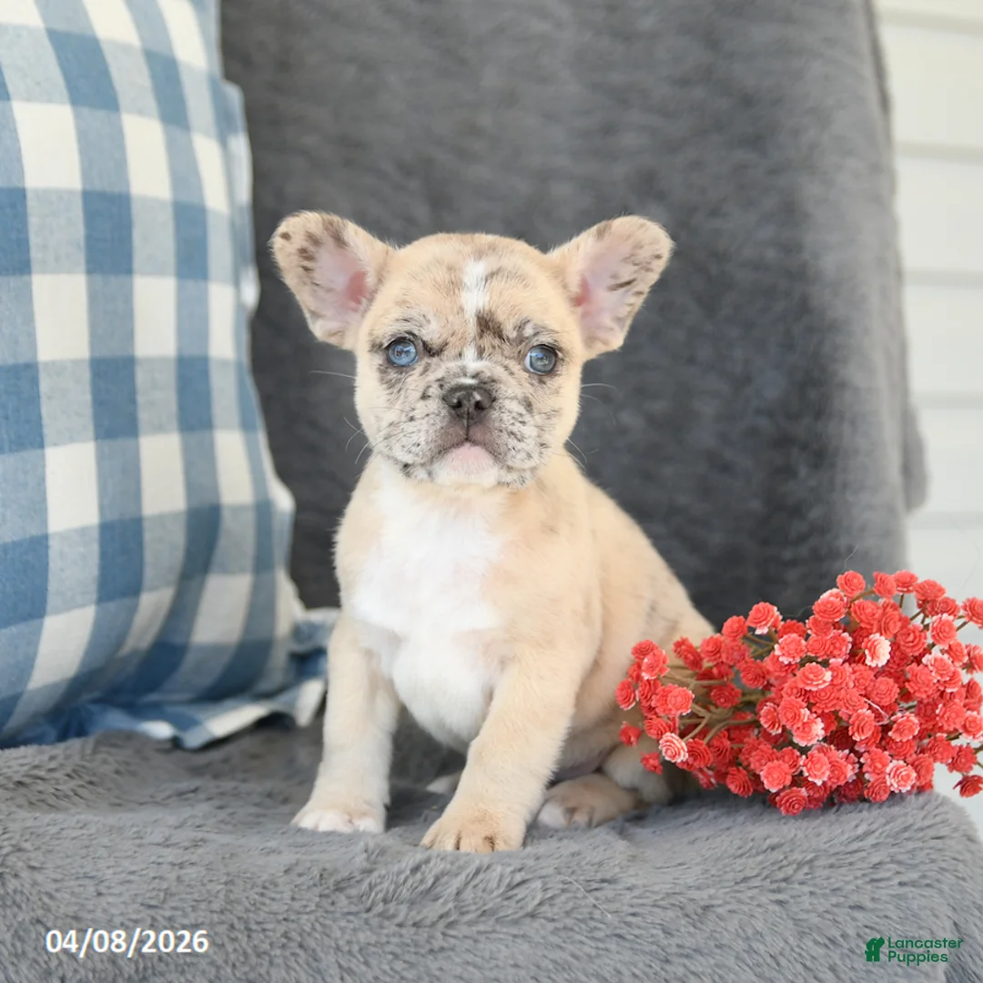 French Bulldog dogs for sale: Fancy - Ad 1