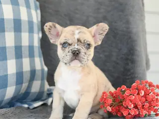 French Bulldog dogs for sale: Fancy - Ad 3
