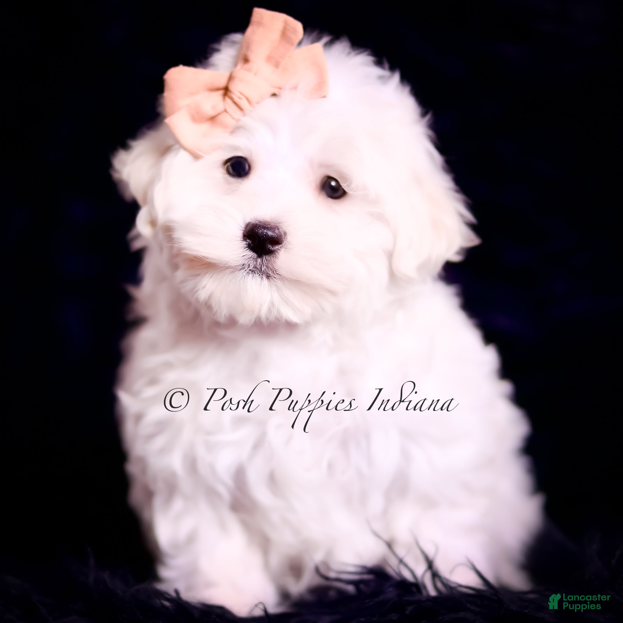 Maltese dogs Owen - Ad 40