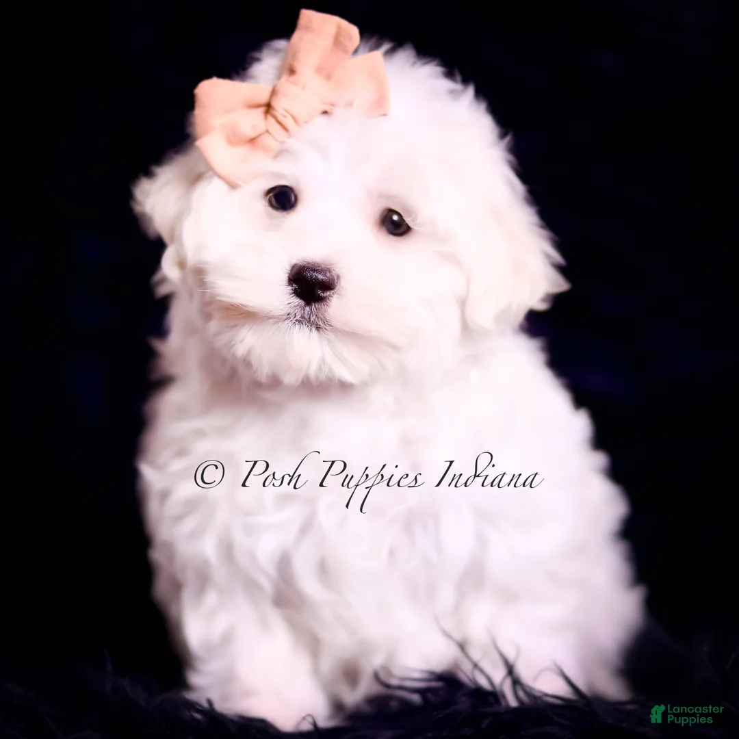 Maltese dogs for sale: Owen - Ad 1