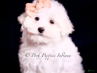 Maltese dogs Owen - Ad 40