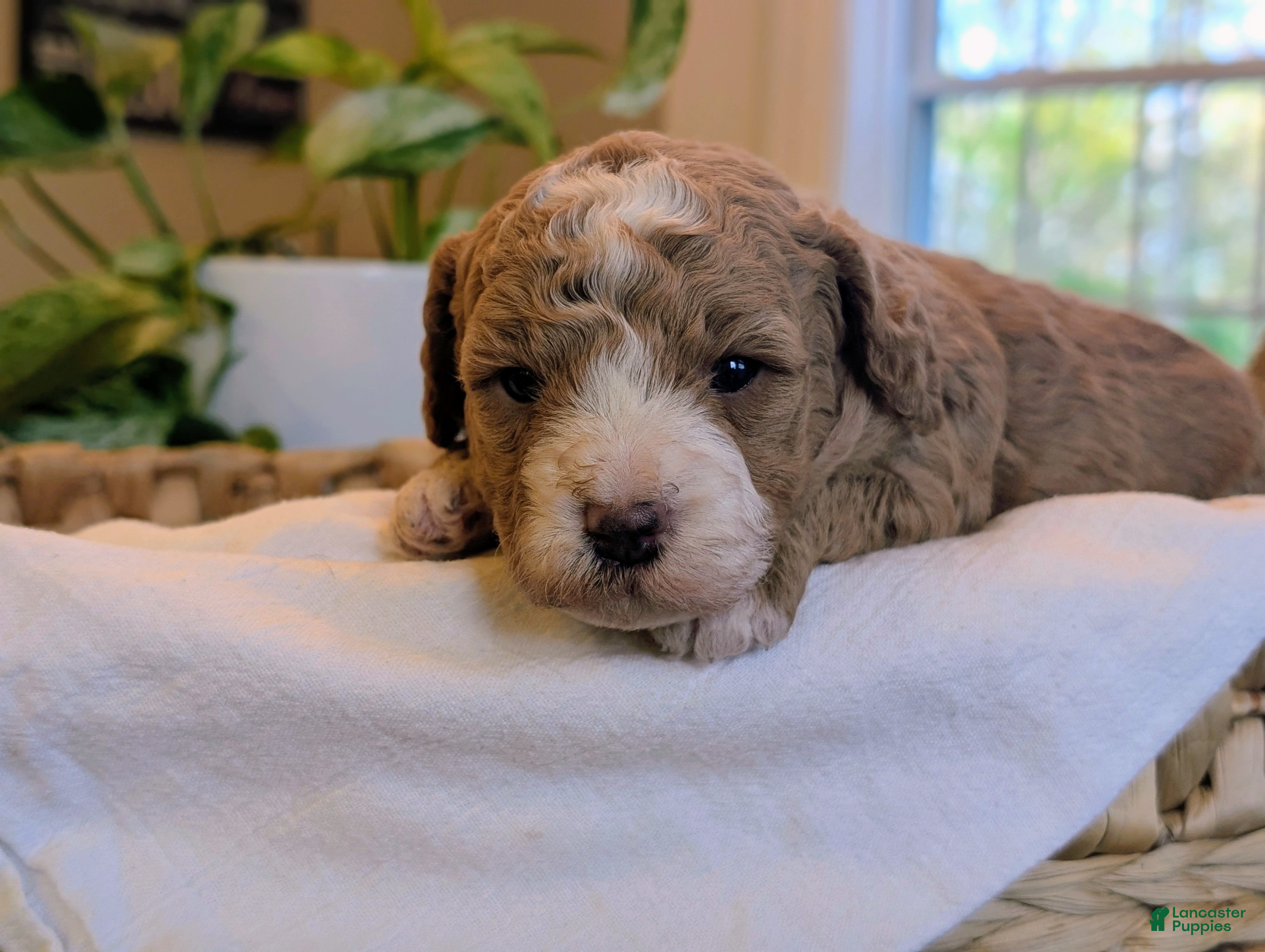 Mini Goldendoodle dogs Nicki - Ad 1