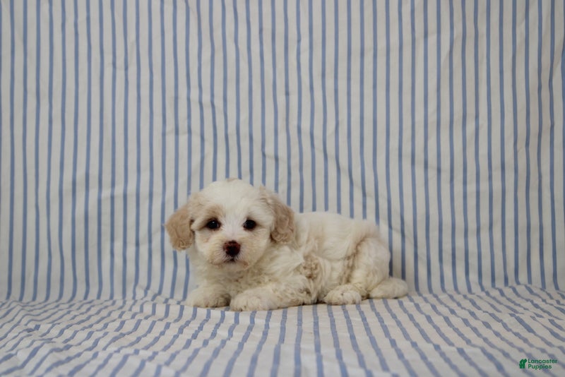 Maltipoo dogs Jana - Ad 1