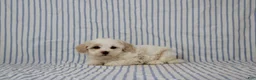 Maltipoo dogs for sale: Jana - Ad 1