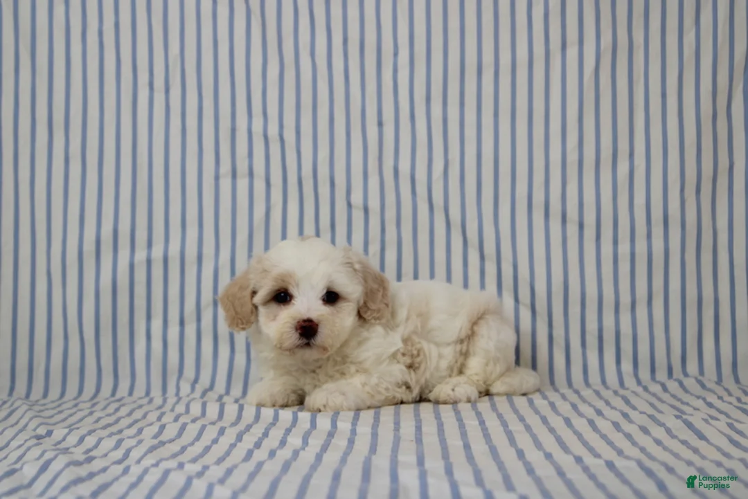 Maltipoo dogs for sale: Jana - Ad 1