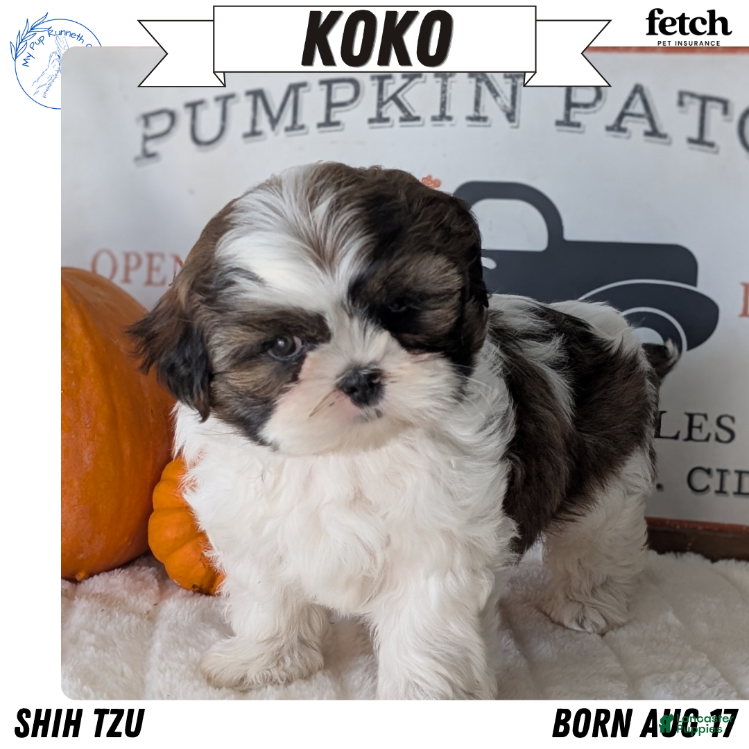 Shih Tzu dogs Koko - Ad 1