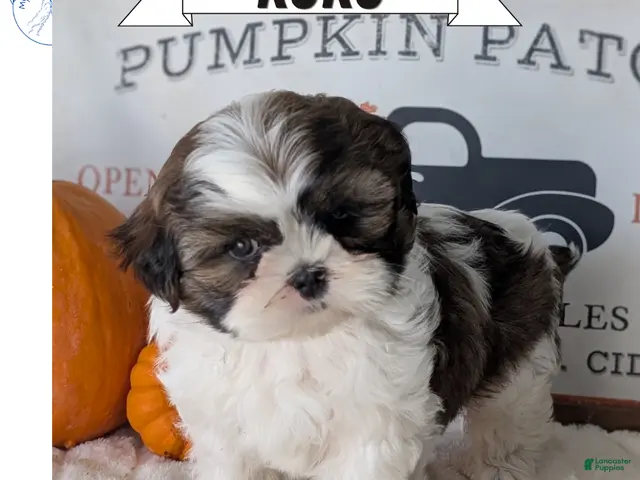 Shih Tzu dogs Koko - Ad 1