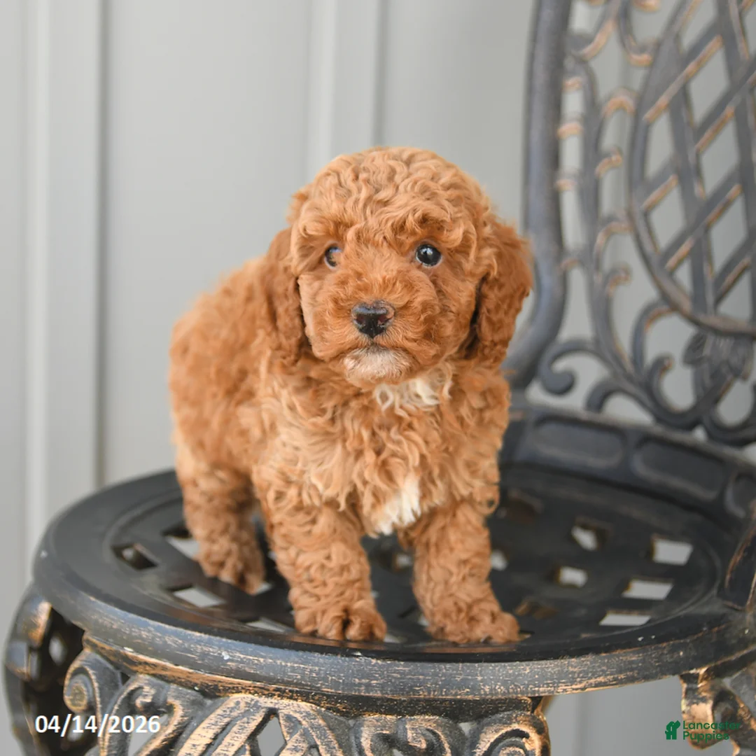 Toy Poodle dogs for sale: Chase - Ad 2