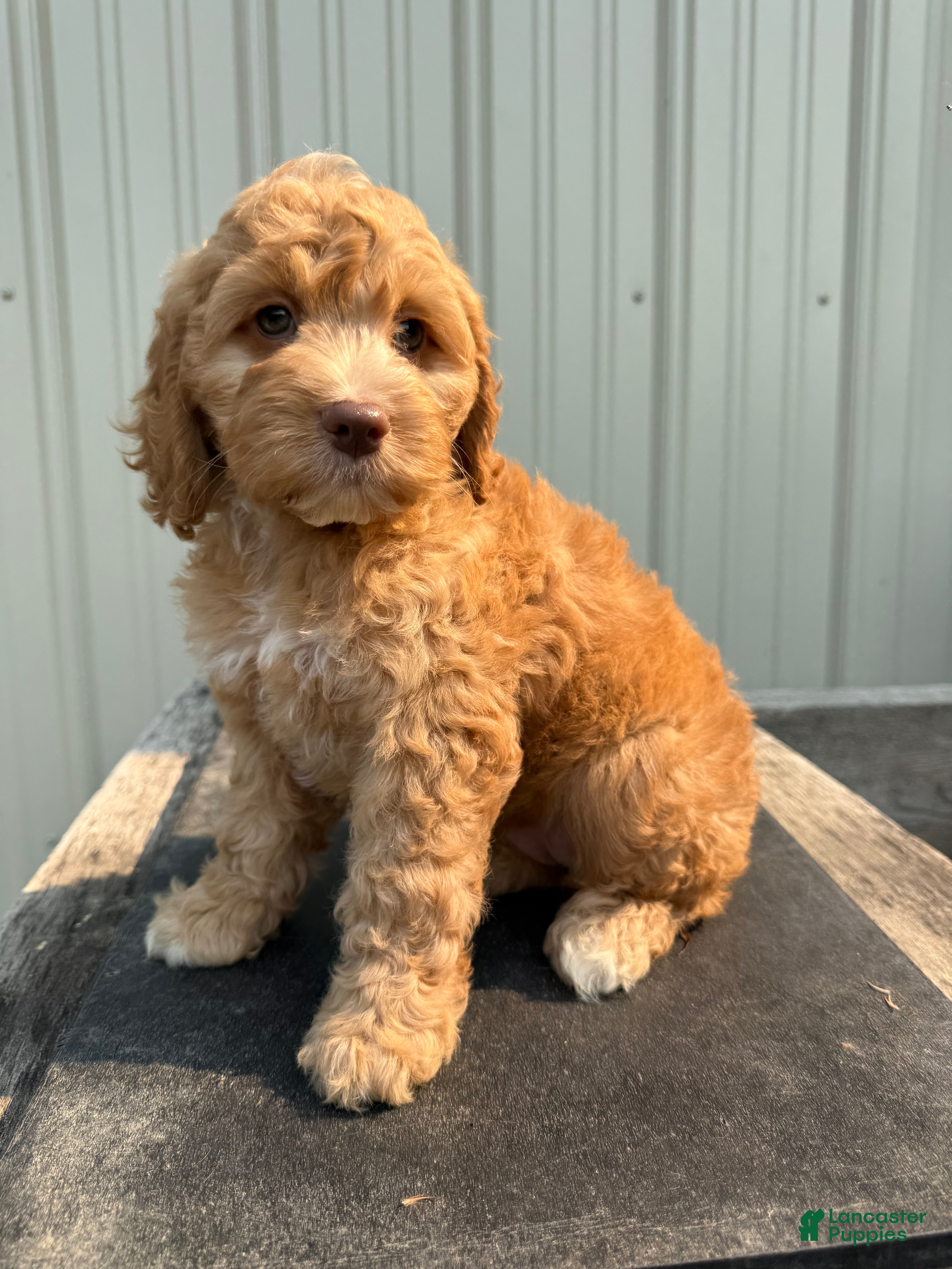 Cockapoo dogs Carrie - Ad 13