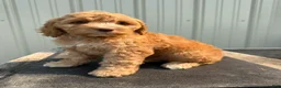 Cockapoo dogs for sale: Carrie - Ad 1