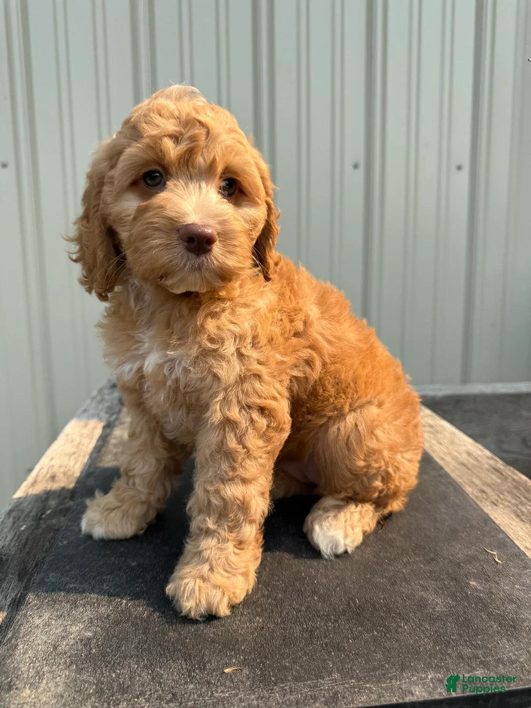 Cockapoo dogs for sale: Carrie - Ad 1