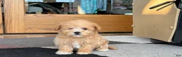 Maltipoo dogs for sale: Maltipoo Female Puppy 4 - Ad 4