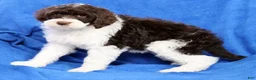 Portuguese Water Dog dogs for sale: Roxie - Ad 7