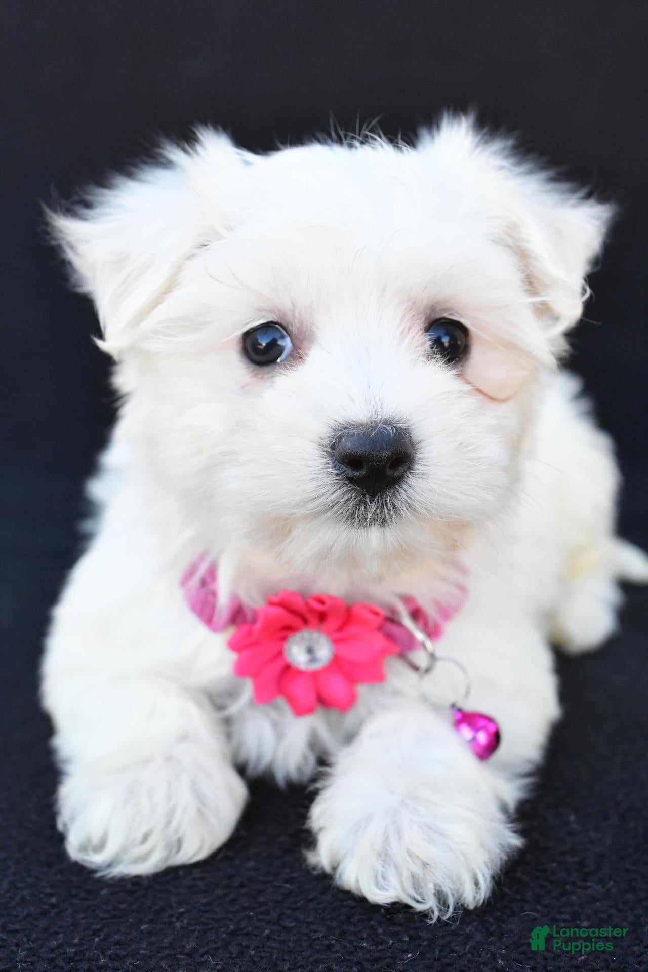 Maltese dogs for sale: Beauty - Ad 1