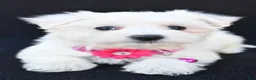 Maltese dogs for sale: Beauty - Ad 1