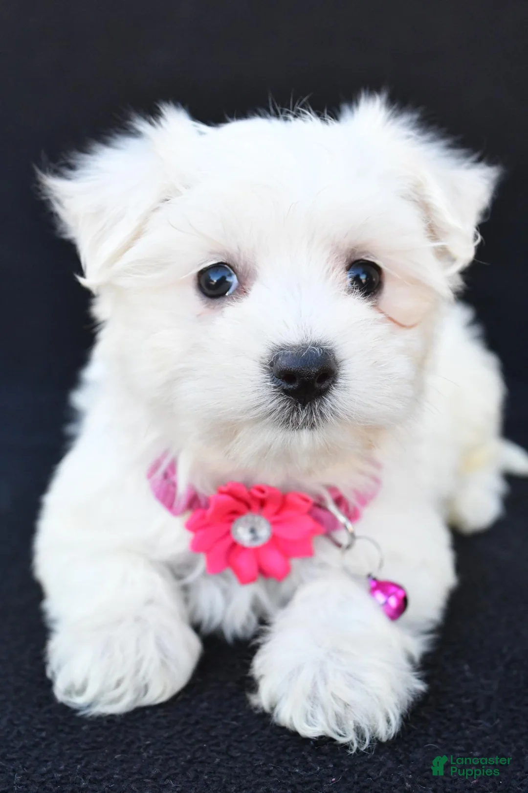 Maltese dogs for sale: Beauty - Ad 1