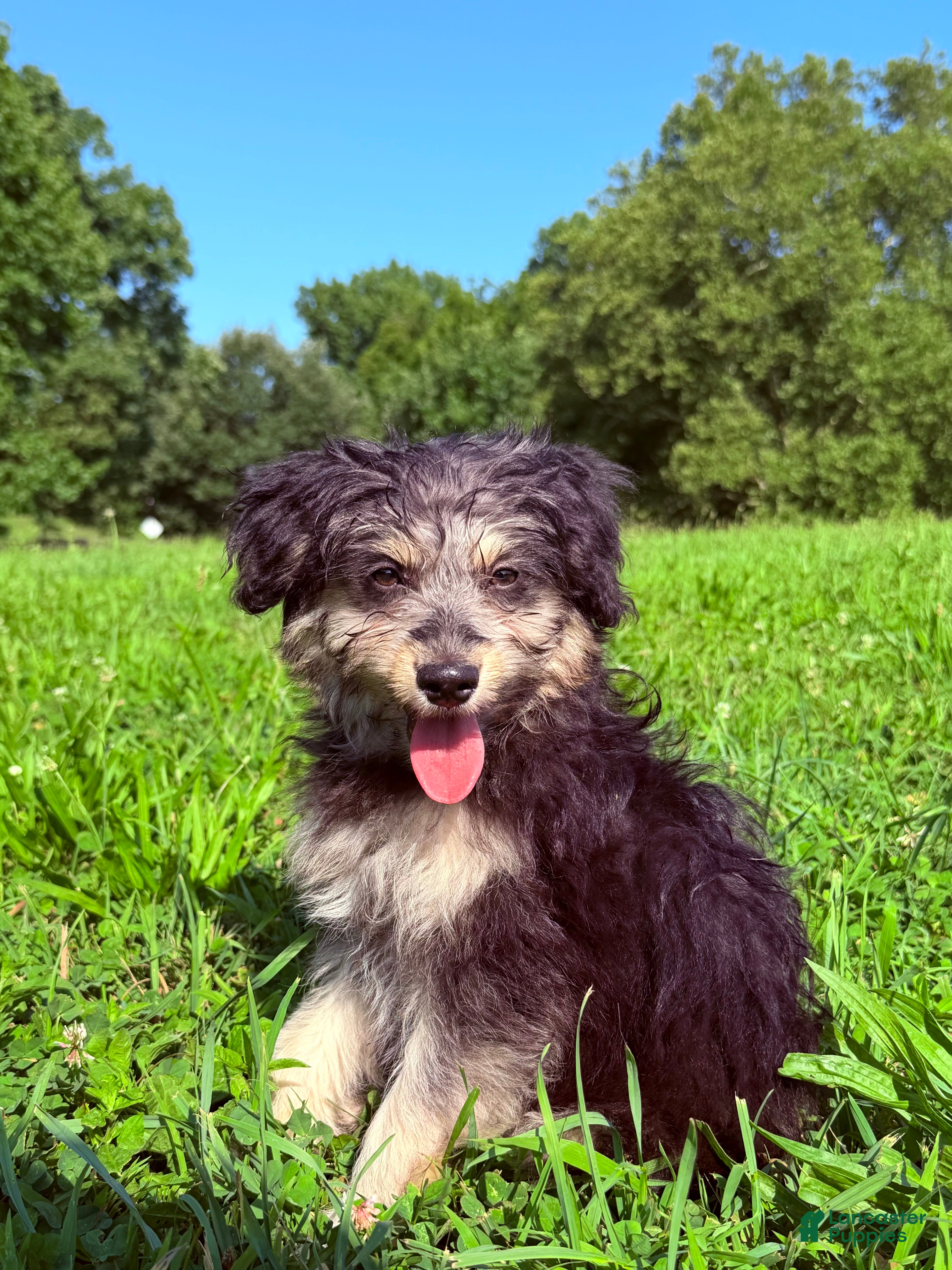 Pomapoo dogs Potato - Ad 21