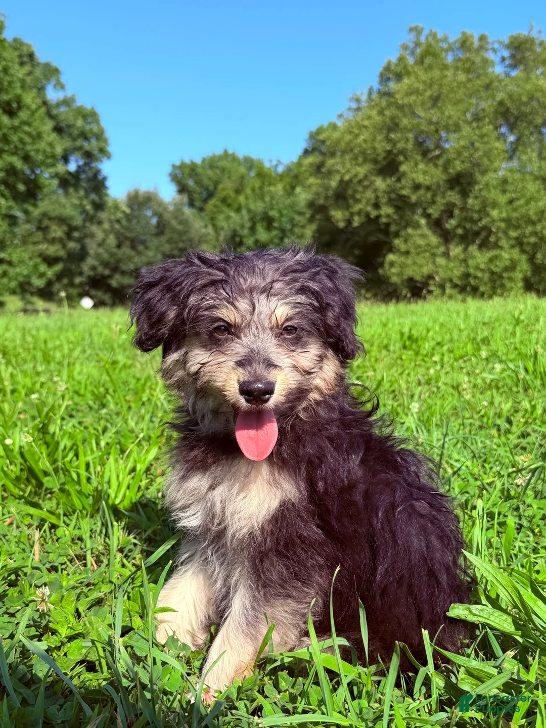Pomapoo dogs for sale: Potato - Ad 2