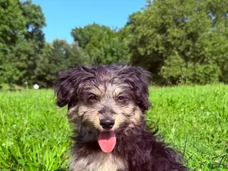 Pomapoo dogs Potato - Ad 9