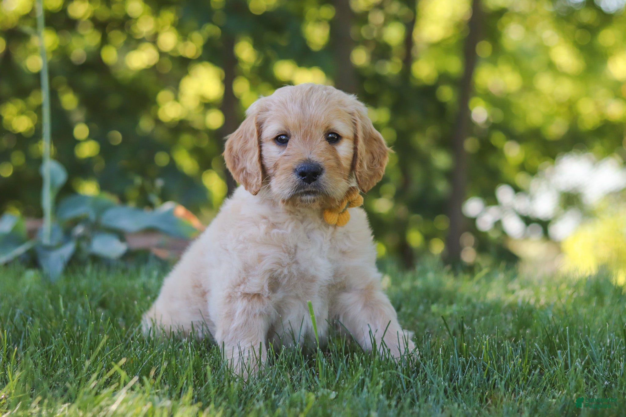 Mixed Breed dogs Jano - Ad 1