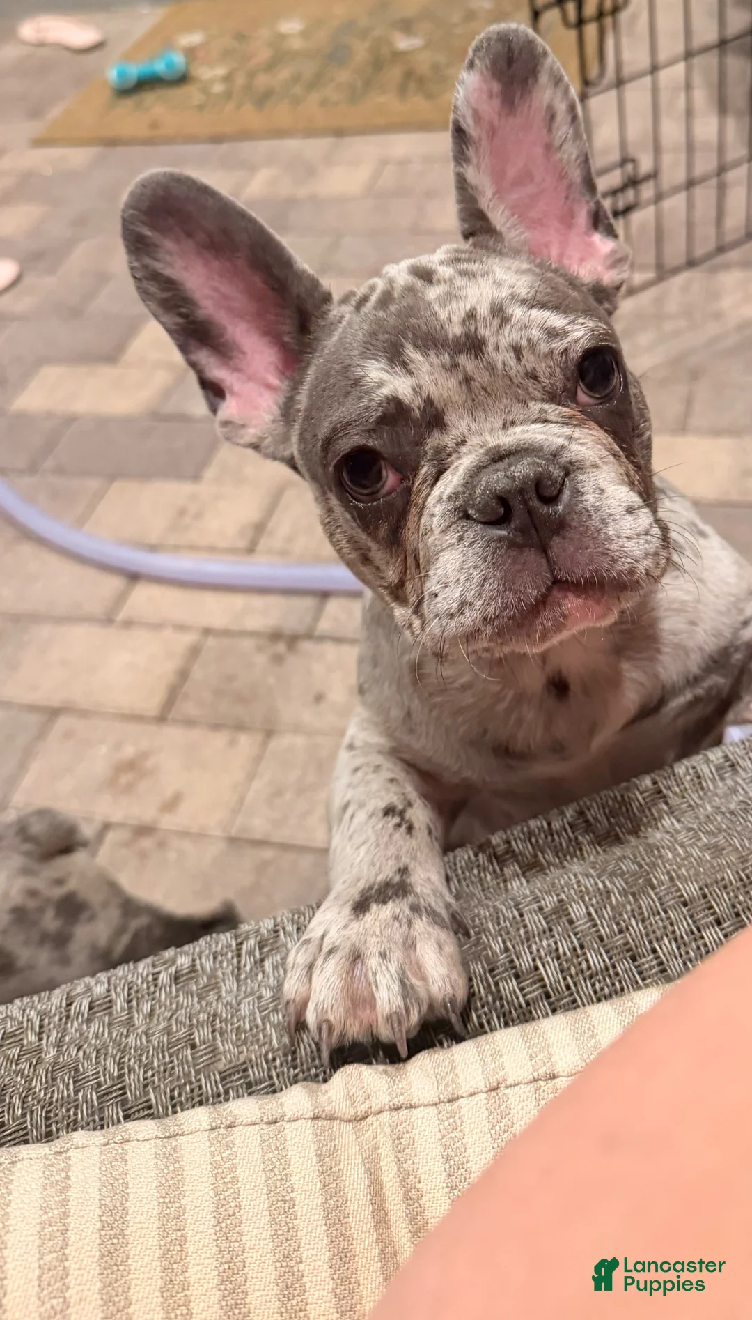 French Bulldog dogs for sale: French Bulldog Puppy 1 - Ad 1