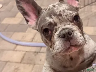 French Bulldog dogs French Bulldog Puppy 1 - Ad 18