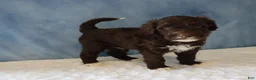 Portuguese Water Dog dogs for sale: Sawyer - Ad 4