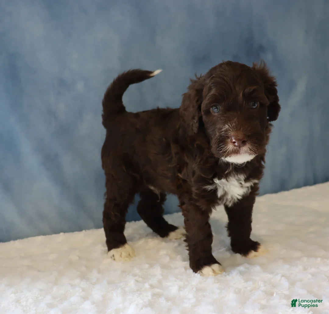 Portuguese Water Dog dogs for sale: Sawyer - Ad 4