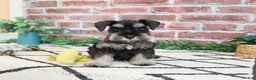 Miniature Schnauzer dogs for sale: Tristan  - Ad 6