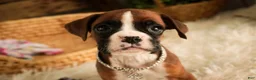 Boxer dogs for sale: Latte - Ad 6