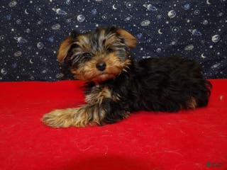 Yorkshire Terrier dogs Janet - Ad 13