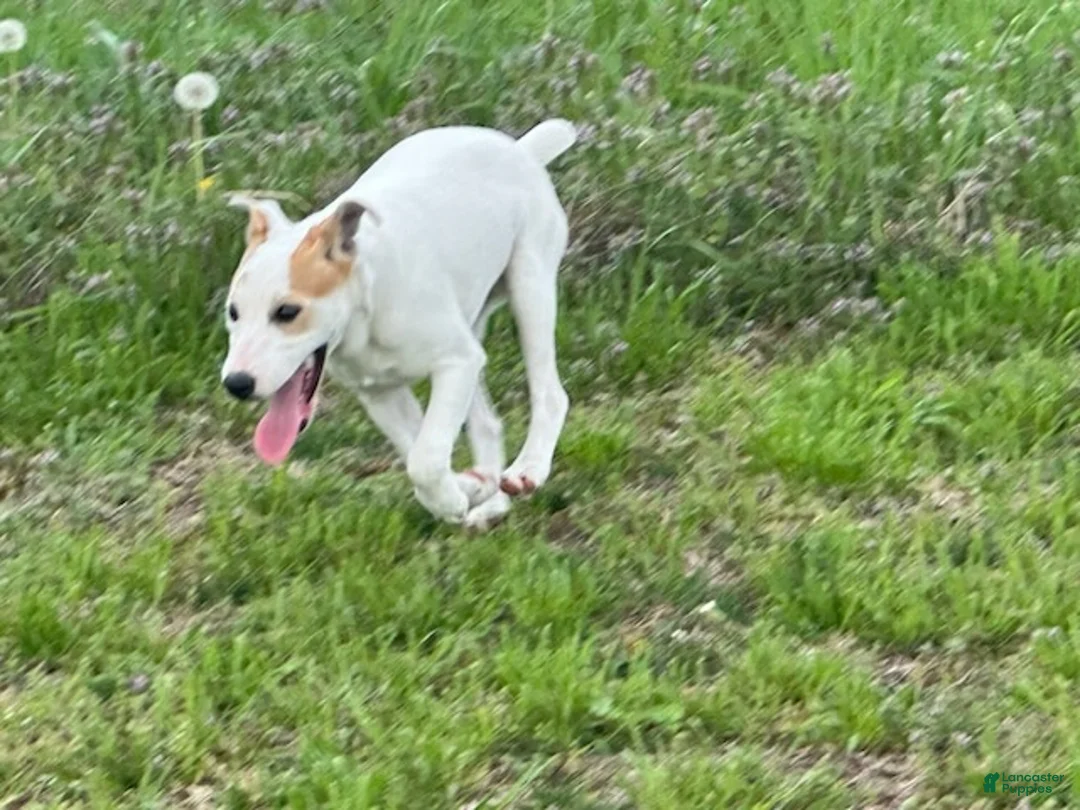 Jack Russell Terrier dogs for sale: Jack Russell Terrier Boy 1 - Ad 1