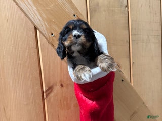 Cocker Spaniel dogs - Ad 27