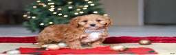 Cavapoo dogs for sale: Ollie - Ad 3