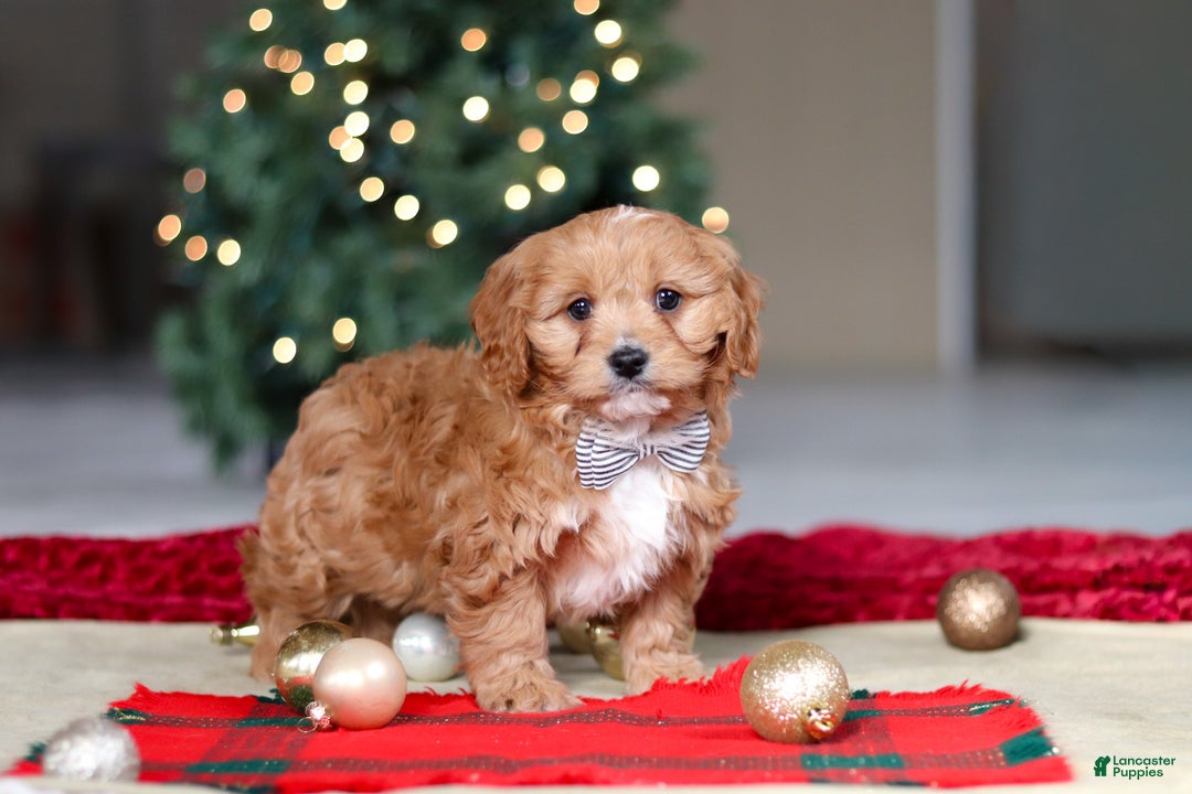 Cavapoo dogs for sale: Ollie - Ad 3