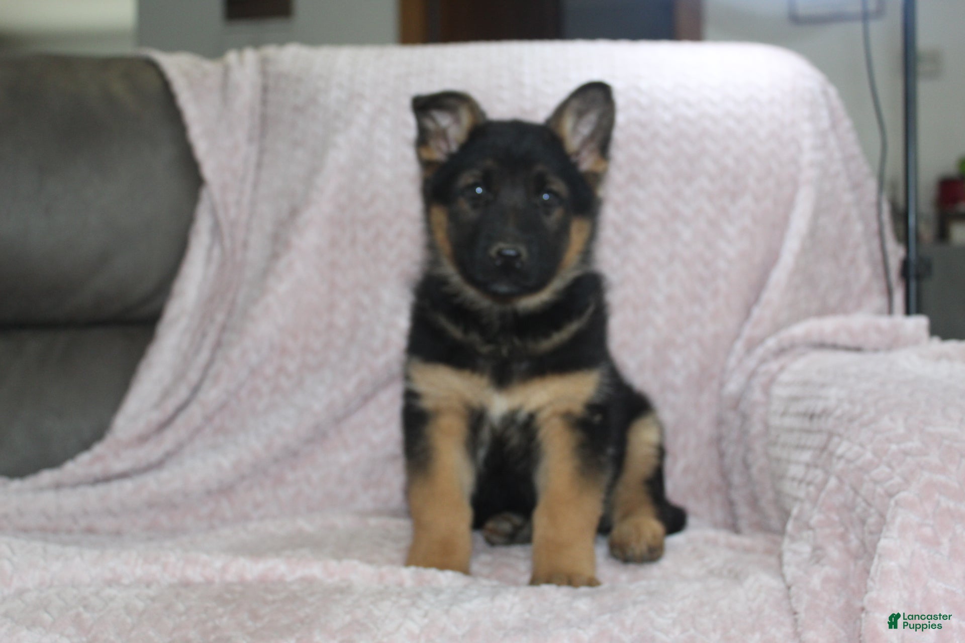 German Shepherd dogs Archie  - Ad 1