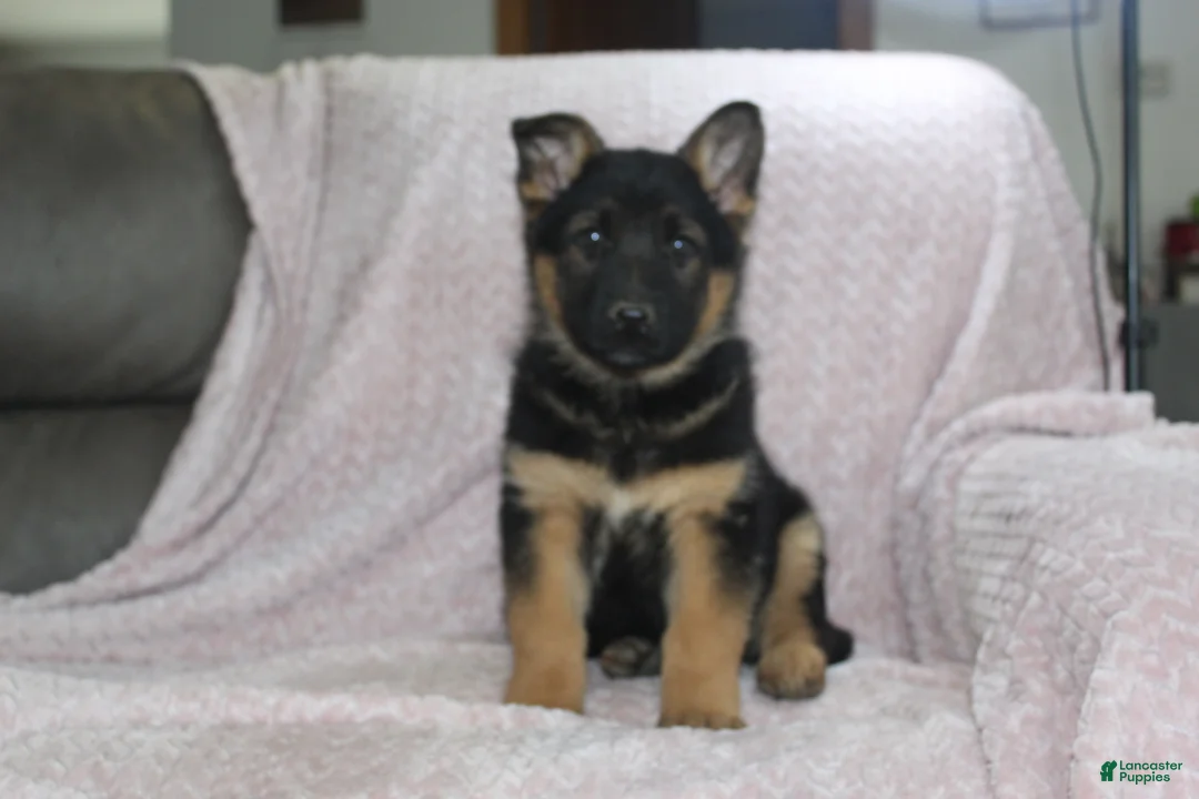 German Shepherd dogs for sale: Archie  - Ad 1