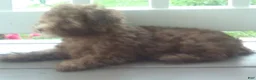 Miniature Poodle dogs for sale: Peanut - Ad 4